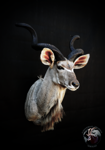 Shoulder Mount - Kudu