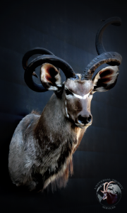 Shoulder Mount - Kudu (Deformed-horn)